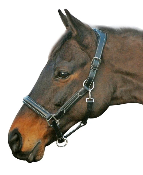 HDR Stress-Free Shaped Crown Halter 5 HDR Stress-Free Shaped Crown Halter - Image 3