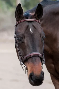 Edgewood Raised Padded Fancy Stitch Bridle