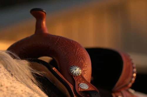 Circle Y Fischer Daisy Treeless Barrel Saddle 4 Circle Y Fischer Daisy Treeless Barrel Saddle - Image 2