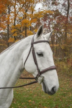 KL Select Italia Wellington Bridle