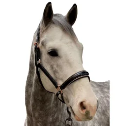 Halter Ego Aurelia Rose Gold Halter -Royal Horse Outfitters aurelia black pt rs gold halter ego 47724.1682994359