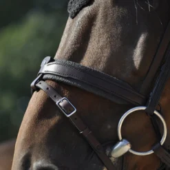 In Horse We Trust Contact Noseband With Flash -Royal Horse Outfitters contact noseband flash havana horse IHWT 85753.1658870509