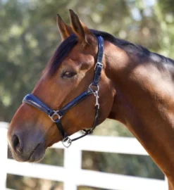 Halter Ego Copenhagen Navy Patent Halter 10 Halter Ego Copenhagen Navy Patent Halter -Royal Horse Outfitters copenhagen navy halter nv.pt navy hero COPENHAGEN HALTER halter ego 97604.1682536277