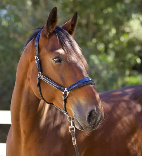 Halter Ego Copenhagen Navy Patent Halter 5 Halter Ego Copenhagen Navy Patent Halter - Image 3
