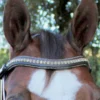 Halter Ego Crystal Jumper Bridle -Royal Horse Outfitters crystal jumper bridle browband halter ego 53858.1690040353