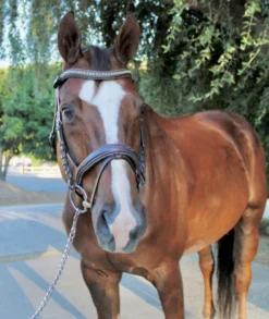 Halter Ego Crystal Jumper Bridle 13 Halter Ego Crystal Jumper Bridle -Royal Horse Outfitters crystal jumper bridle flash front full halter ego 52936.1690040362