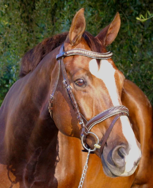 Halter Ego Crystal Jumper Bridle 5 Halter Ego Crystal Jumper Bridle - Image 3