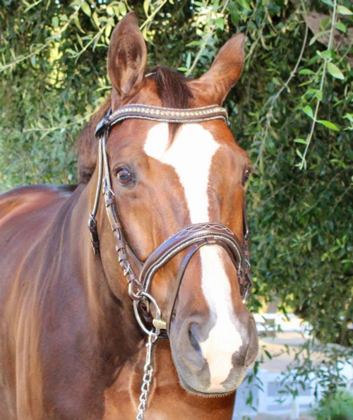 Halter Ego Crystal Jumper Bridle 7 Halter Ego Crystal Jumper Bridle - Image 5