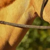 Belle & Bow Pony Fancy Laced Reins -Royal Horse Outfitters fancy laced rein brown REINS belle bow 54740.1712846147