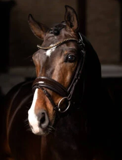 LeMieux Kudos Patent Dressage Bridle 15 LeMieux Kudos Patent Dressage Bridle -Royal Horse Outfitters kudos dressage bridle brown horse IT03551 lemieux 57596.1721447136