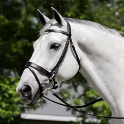 Black Oak Maple Training Bridle