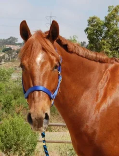 Mary's Walsh Nylon Halter