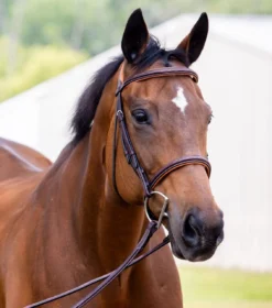 Vespucci New Fancy Raised Hunter Bridle