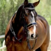 Halter Ego Thea Rolled Double Bridle 2 Halter Ego Thea Rolled Double Bridle -Royal Horse Outfitters thea rolled double bk.pt crm front THEA halter ego 99122.1682644349