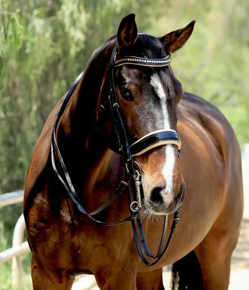 Halter Ego Thea Rolled Double Bridle 3 Halter Ego Thea Rolled Double Bridle