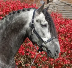 Red Barn Tina Halter