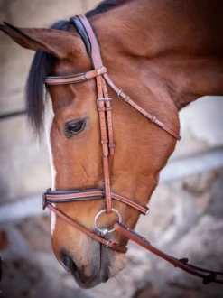 PÉNÉLOPE Pénélope US Bridle